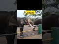 டேய் குமாரு shorts funny funnyanimals shortsviral shortsvideo short elephant monkey dubbing