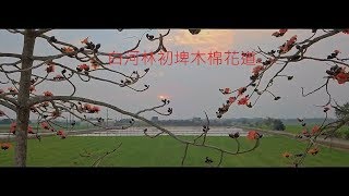 2018白河林初埤木棉花道