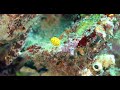 reef diving in wakatobi indonesia