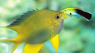 Reef Diving in Wakatobi, Indonesia