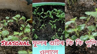 #vlog72  Seasonal flowers from seeds/ গুটিৰ পৰা ঠাণ্ডা ছিজন ৰ কি কি পুলি হ'ল/flower from seed