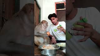 Cute Monkey Rani eating Tomato \u0026 i love Animals #youtubeshorts #monkey #shorts