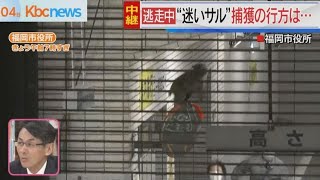 （中継）逃走中の“迷いサル”　捕獲の行方は…