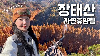 대전 #장태산자연휴양림 가을동화 속으로🧡 등산 브이로그 | 가을산행 | 장태산 | 등산추천 | 메타세콰이아 | 혼산 | 한국여행 | 하이킹 | 트레킹 | trekking