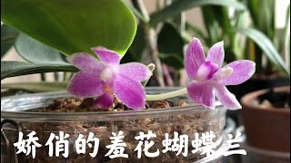 06/13/2022 娇俏的羞花蝴蝶兰 Phalaenopsis modesta