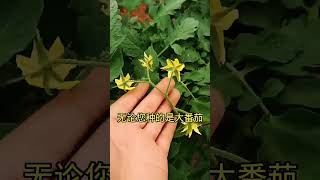 番茄开花少，不结果！落花落果就用它来解决 #服务三农 #服务三农 #传播农业小知识 快手