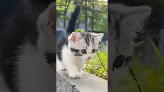 ഇതൊക്കെ എനിക്ക്  ഭയങ്കര  സിംപിളല്ലേ 😌😌😁😁🤪🤪😄😄😆😆😆😆#youtubecomedy#shorts#cutecat