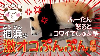 【楓浜（ふうひん）】楓浜🍁の激オコぷんぷん💥劇場😡楓ちゃんコワ〜い😱縮み上がる隣の彩浜🌈