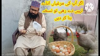 مرغیوں میں انڈے نہ دینے کا مسئلہ۔ مرغیوں کے لیے آزمودہ گھریلو علاج