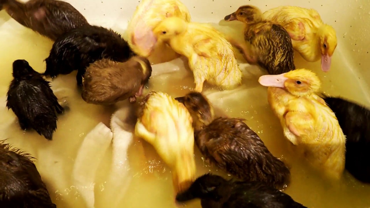 The Ducklings First Bath Youtube