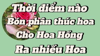 Thời điểm bón phân Làm Hoa cho Hoa Hồng lứa hoa Tết Nguyên Đán