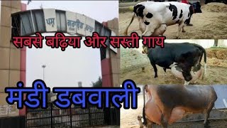 ਪਸ਼ੂ ਮੰਡੀ ਡੱਬਵਾਲੀ Pashu mandi Dabwali। Dabwali mandi View | balvidairyfarm