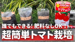 【家庭菜園】初心者におすすめ！簡単ミニトマト袋栽培やってみた