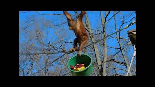 多摩動物公園のオランウータン「ロキ」（６歳♂）