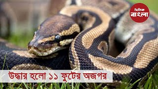 ১১ ফুটের অজগর সাপ উদ্ধার হলো || Large Python Rescue