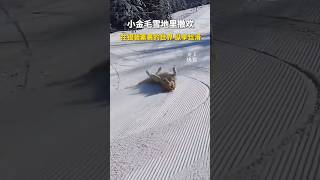 小金毛雪地里撒欢，在银装素裹的世界里纵享丝滑！#dogshorts