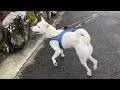 今日のキナコ 20240215　　雑種犬（ミックス）　白犬　保護犬