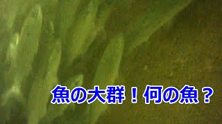 西宮ケーソン水中動画！魚の大群は何の魚？