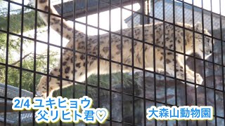 2/5 大森山動物園 ユキヒョウのリヒト君♡