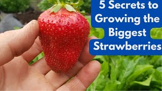 5 Secrets to Growing the Biggest Strawberries