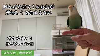 呼んだら来てくれた鳥が愛おしくてたまらない　#オカメインコ　#コザクラインコ