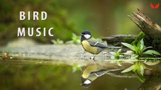 Top relaxing bird music 잔잔한 피아노곡 모음 편안한 힐링 음악 피아노 연주곡 명상음악 Morning relaxing music| piano