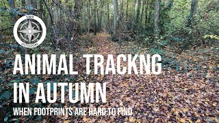 Animal Tracking in Autumn - When footprints are hard to find