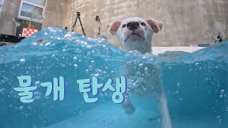 물을 무서워하던 강아지가 수영을 배운 방법 | 강아지 수영 | 개 헤엄 | First Dog paddle | How a puppy learned to swim