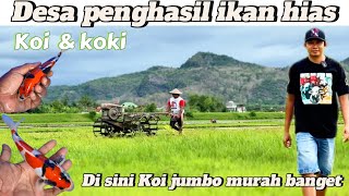 Di sini Koi jumbo murah banget‼️desa penghasil ikan hias‼️buruan ❗️Wajak lor Boyolangu ❗️