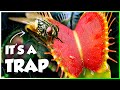 How Killer Plants Became an Insect's Worst Nightmare | Secret Worlds