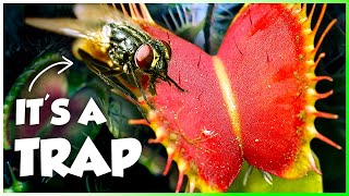 How Killer Plants Became an Insect's Worst Nightmare | Secret Worlds