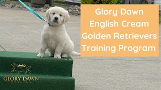 Glory Dawn English Cream Golden Retrievers Training Program