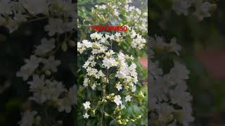 #manimulla #creeper,2 plants 190/-free shipping all Kerala , big plant 190/- free shipping