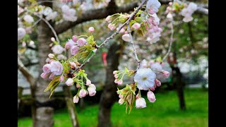 大阪 造幣局 桜の通り抜け ( 2024年 最終日 ） Osaka Mint Sakura ( Cherry Blossoms ) viewing Japan 2024年4月11日