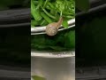 SNAIL IN MY VEGETABLES