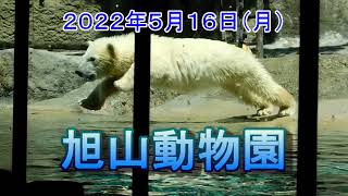 子熊が泳げるようになりました【旭山動物園】