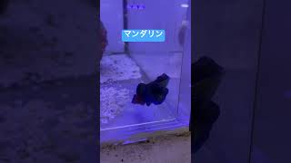 しっかり状態ととのえて販売します！マンダリン #アクアリウム #海水水槽