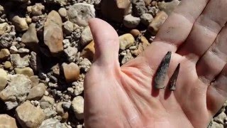 Fossil Hunting with the Boys Part 12 - Sabertooth Herring or Barracuda