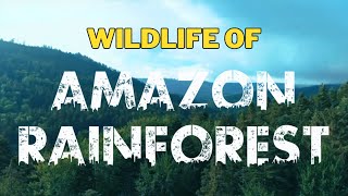 Explored the Amazon Rainforest | The World’s Largest Tropical Rainforest | World Info Archive