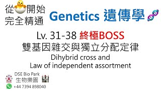 從0開始完全精通 Genetics 遺傳學 Lv  31-38 雙基因雜交與獨立分配定律 Dihybrid cross and Law of independent assortment