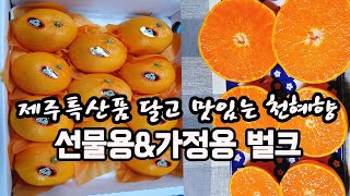 제주특산품 달고 맛있는 천혜향 선물용\u0026가정용 벌크