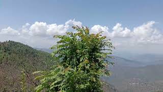 Beautiful Piece Of Land For Sale In Hartola Uttarakhand | #forsale #uttarakhandtourism #nature |