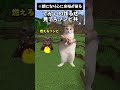 【猫ミーム】初めてマイクラをやった時の話【マインクラフト】【猫マニ】