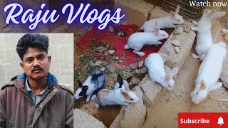 Aj Bht Din Bad Rabbit K Ghar🏠Ko Clean 🧹 Kara H OMG 😯 |Raju Vlogs|