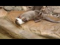 otters juggling