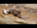 otters juggling