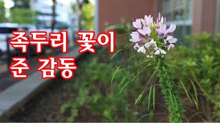 족두리 꽃이 준 감동