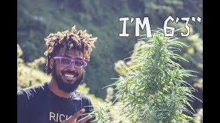 I WENT TO A WEED PLANTATION | South Rivers | St. Vincent