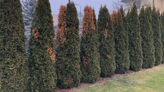 Why are cypress trees drying?