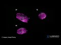 C. elegans Lineage Tracing